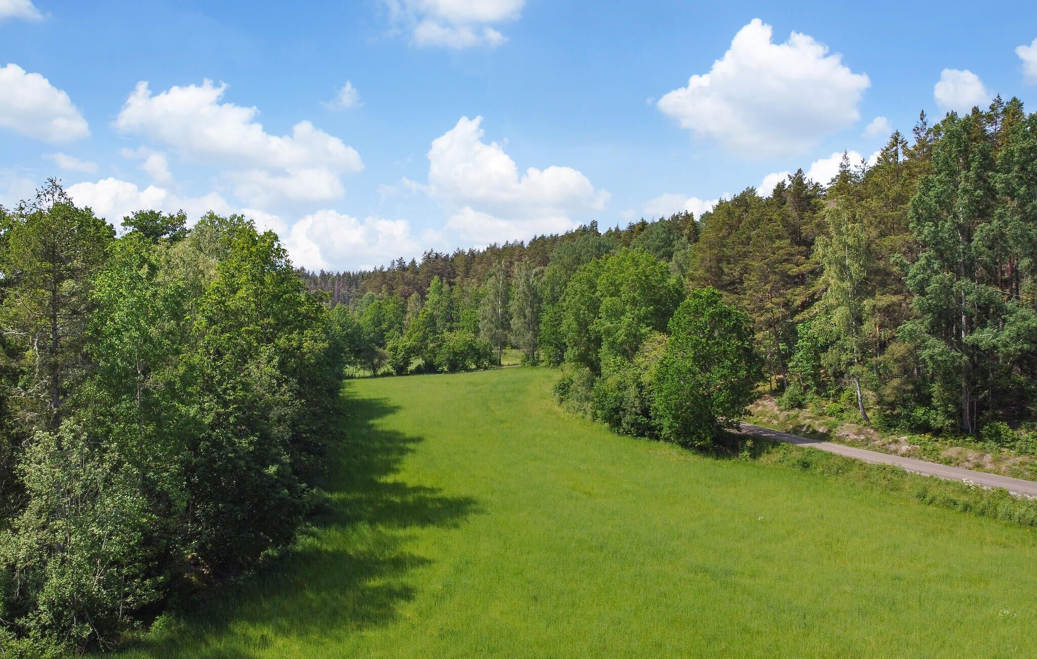 A grassy field with a dirt path leading through it, surrounded by dense forest.