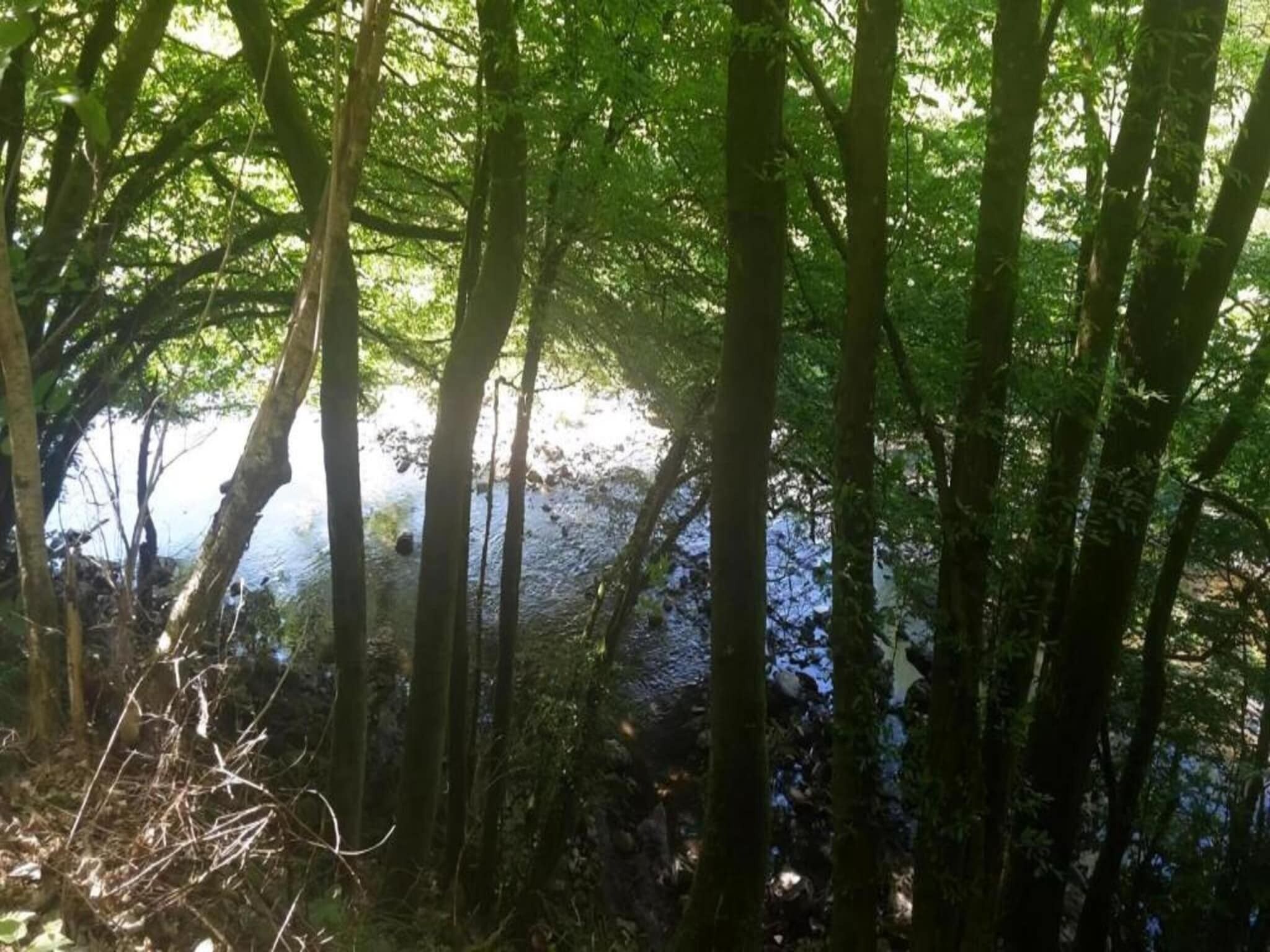 Ein dichter Wald mit hohen Bäumen und einem Gewässer im Hintergrund.