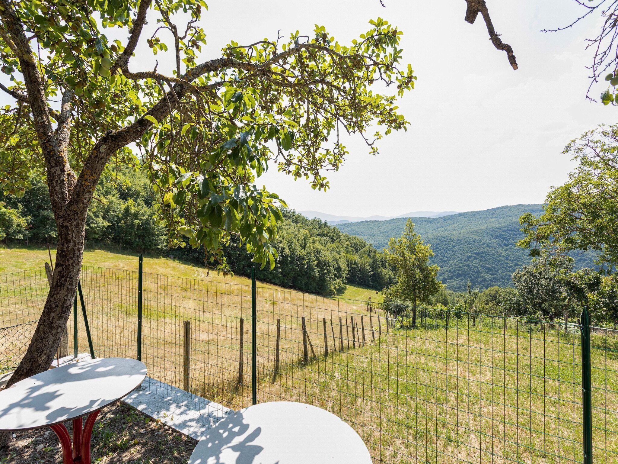A vineyard with a fenced area, a table, and a tree.