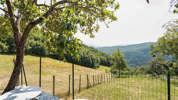 A vineyard with a fenced area, a table, and a tree.
