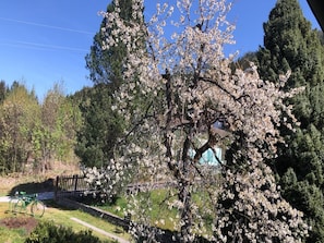 Un parque con un cerezo en flor, una bicicleta y una cerca de madera.