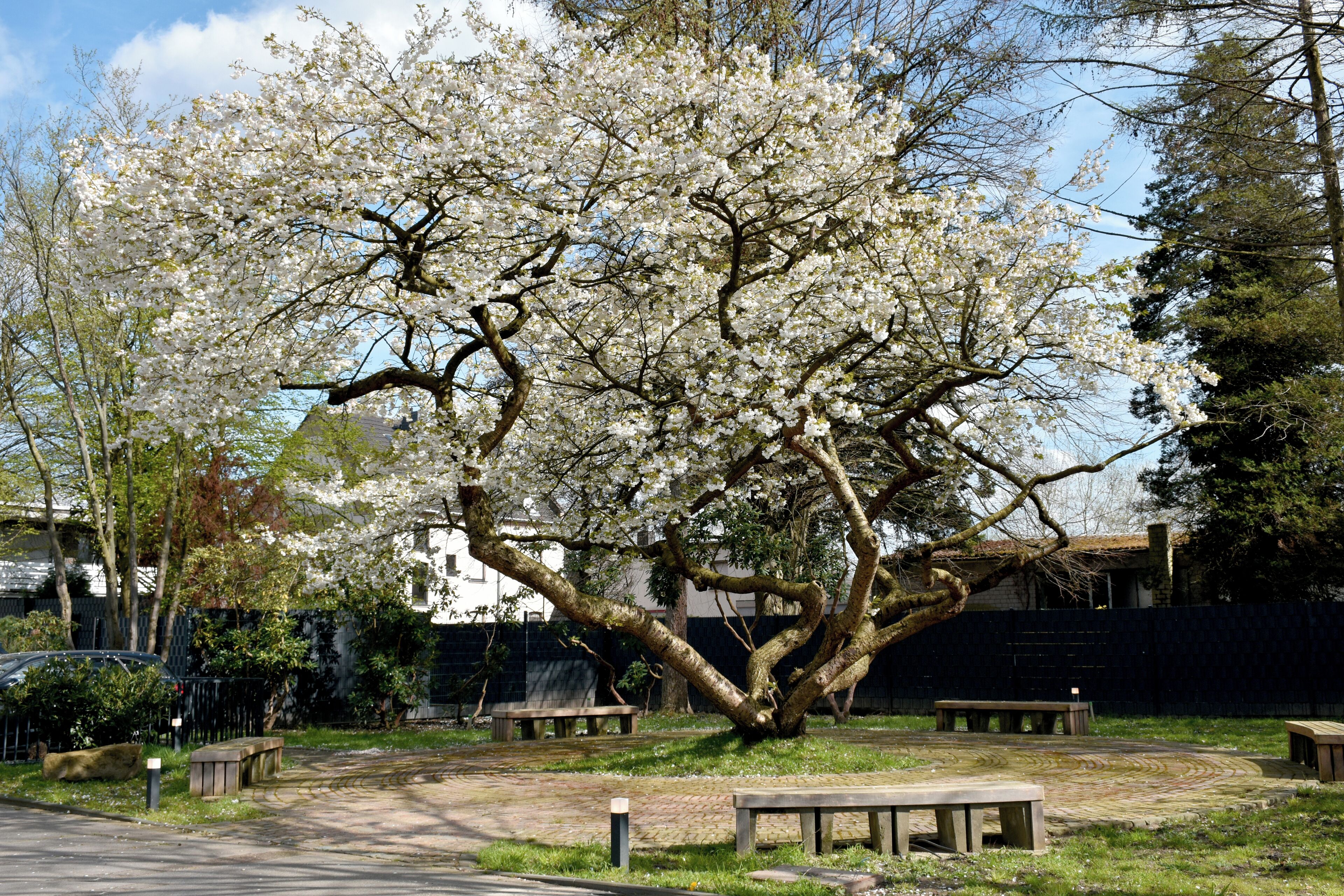 A park with cherry blossoms, benches, and a paved path.