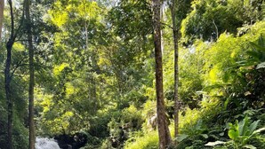 Une rivière qui traverse une forêt, avec des rochers et des arbres.