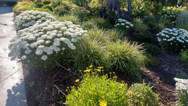 Ein Garten mit verschiedenen blühenden Pflanzen und einem Gebäude im Hintergrund.