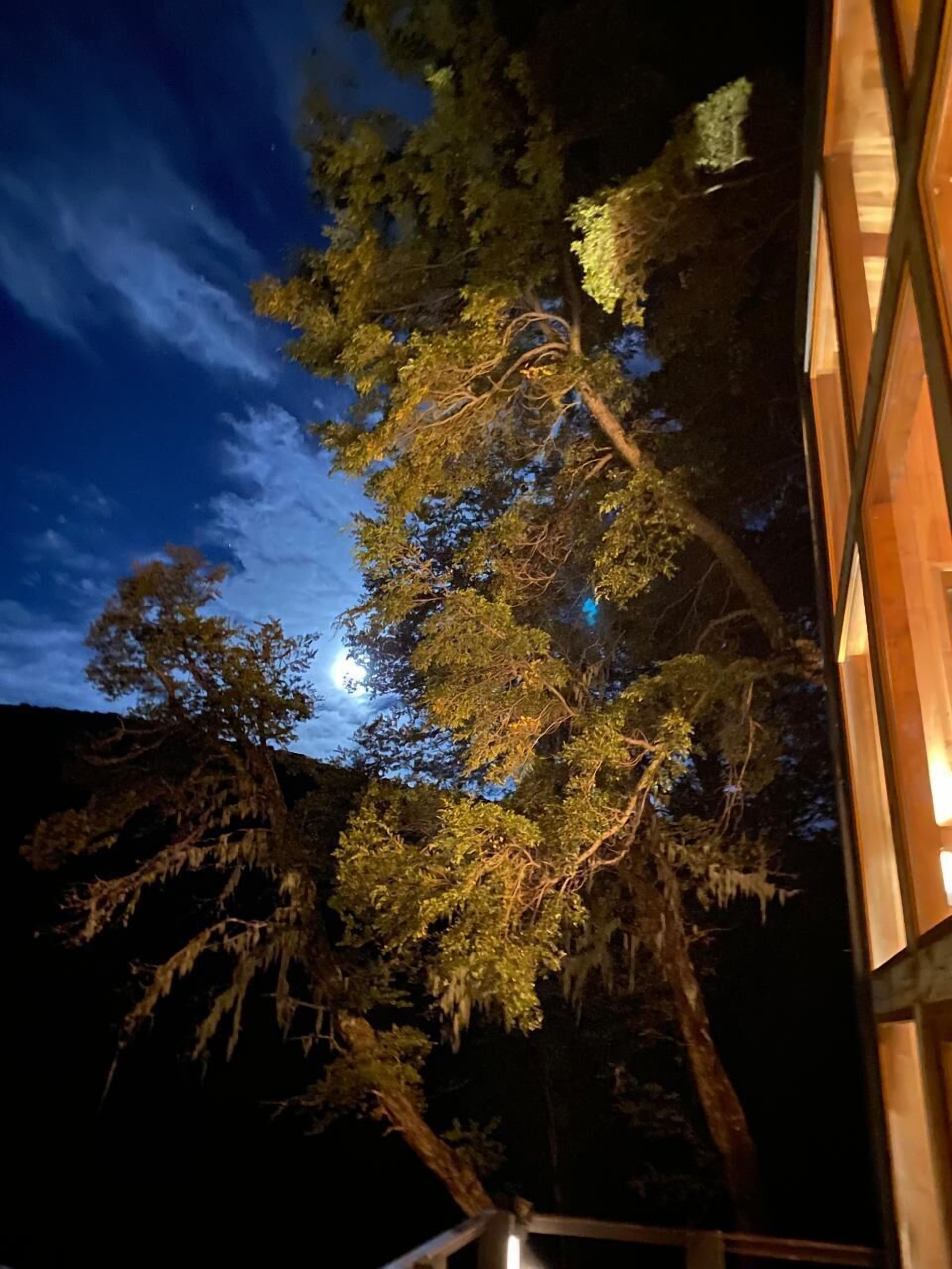 Escena nocturna con un árbol y un edificio.