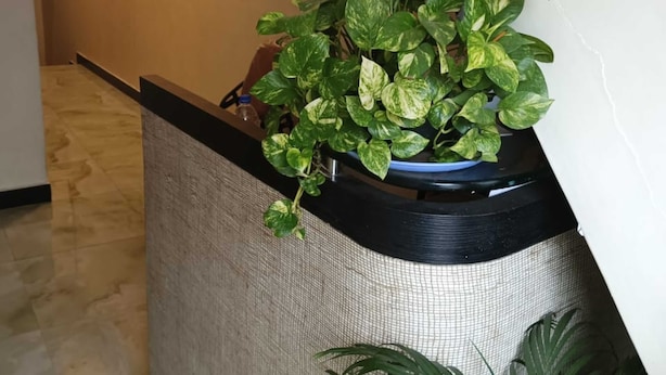 Een gang met een potplant op een gestructureerde muur, een betegelde vloer en een witte muur met een duidelijke scheur.
