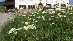 Un edifici blanc amb persianes verdes i jardineres florals, envoltat d'un camp de margarides.