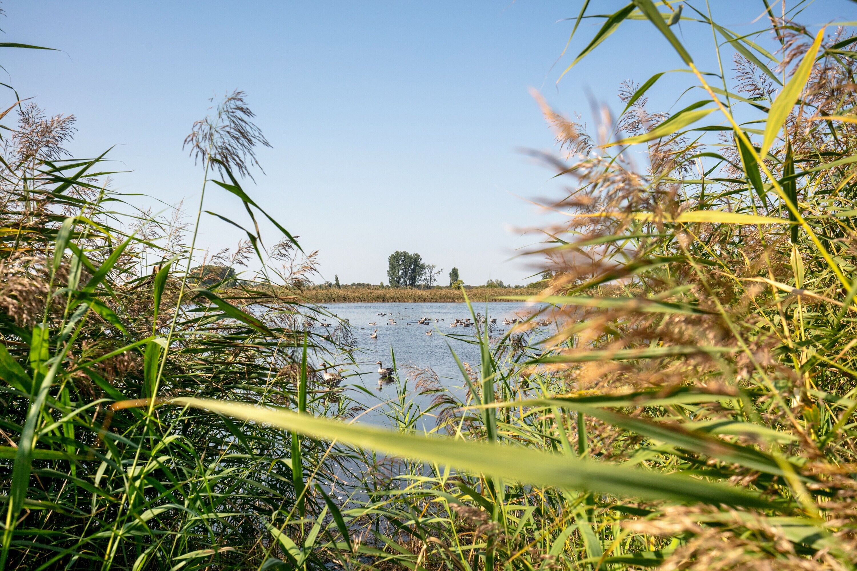 A natural landscape with water, reeds, and trees.