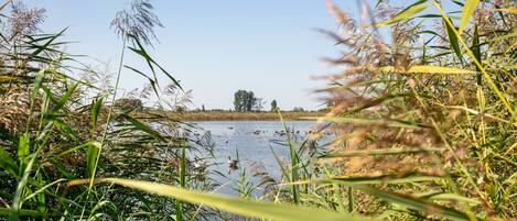 A natural landscape with water, reeds, and trees.