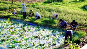 A group of people working in a field with a water body in the foreground. - Thanh Chiem Village (Da Nang)