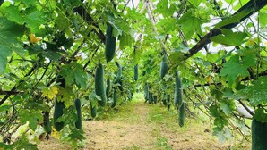 A vineyard with rows of green plants and hanging fruits. - Thanh Chiem Village (Da Nang)