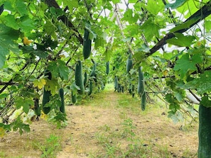 Majoituspaikan julkisivu