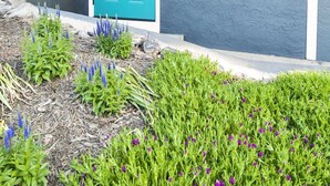 Une maison avec une porte turquoise, un petit porche et un jardin où poussent différentes plantes et fleurs.
