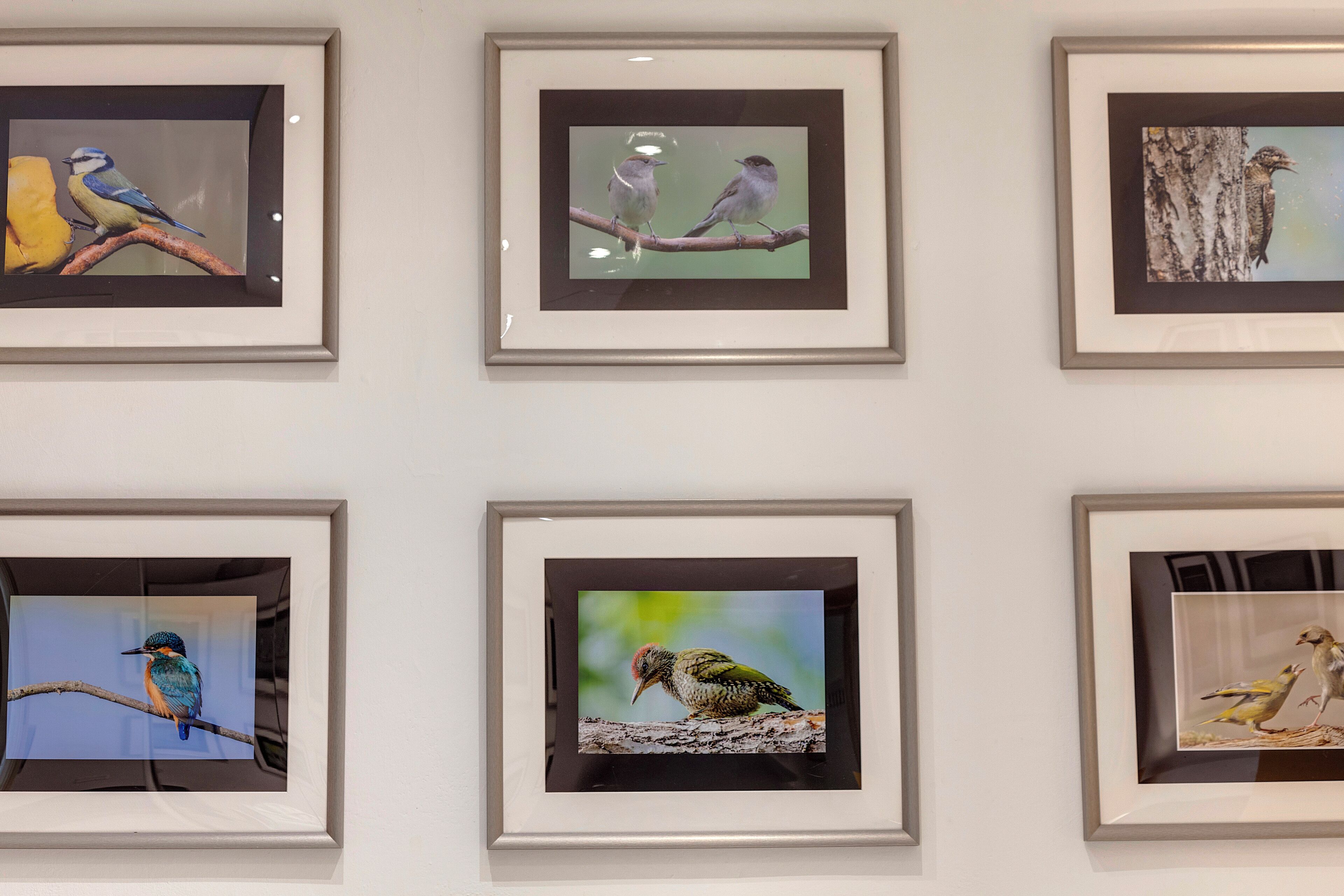 Six framed bird photographs on a wall.