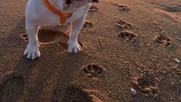 Un bulldog su una spiaggia, con impronte a terra e il tramonto sullo sfondo.