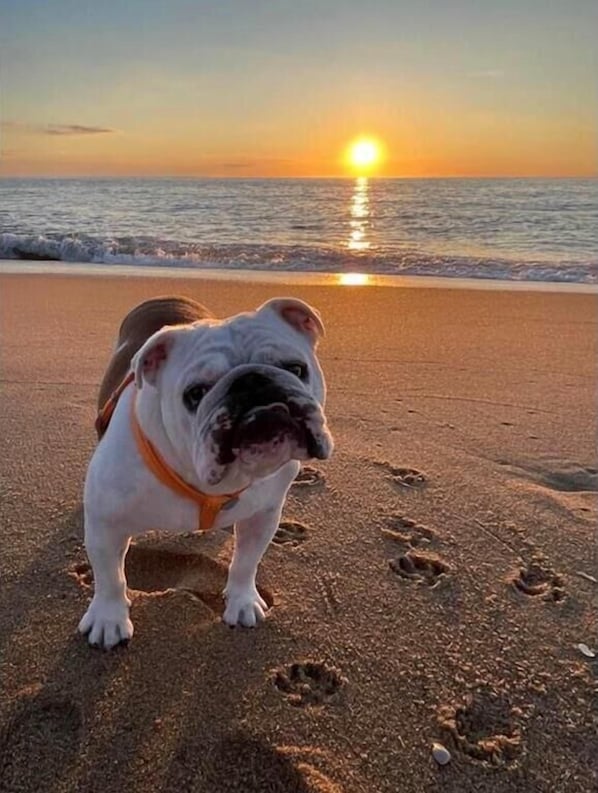 A bulldog on a beach at sunset.