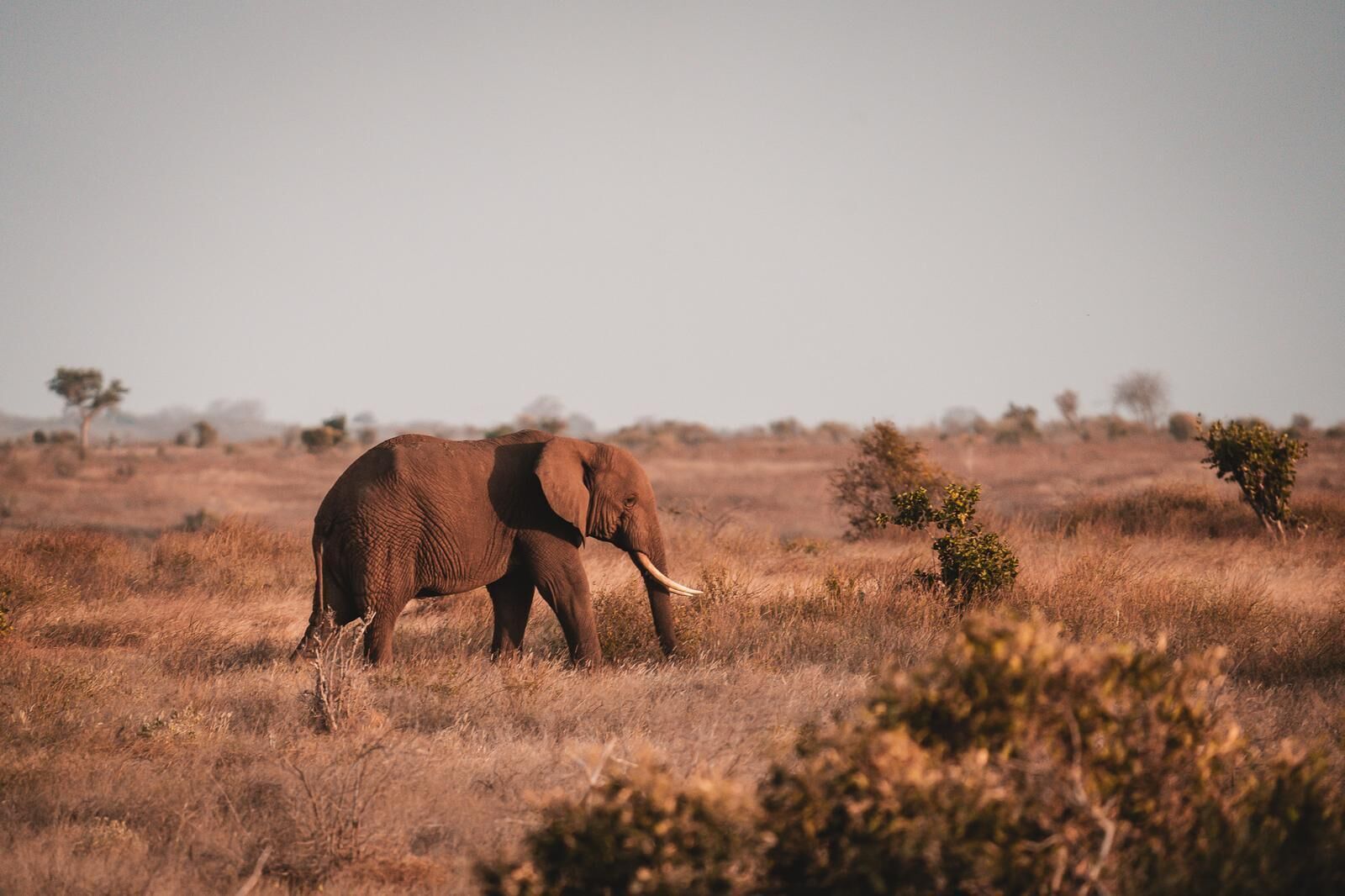 Foto - Diamonds Malindi