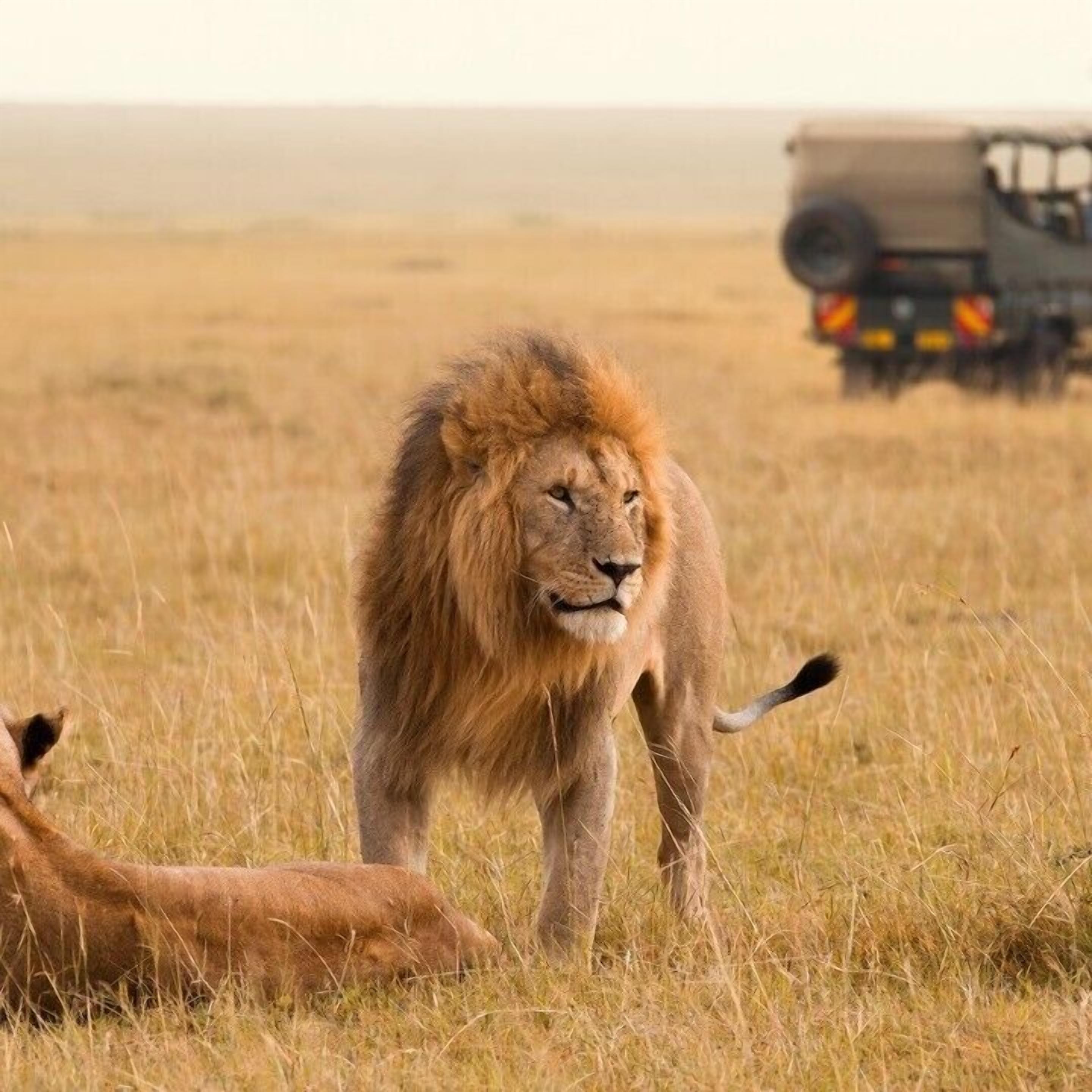 A lion standing in a grassy field with a vehicle in the background.