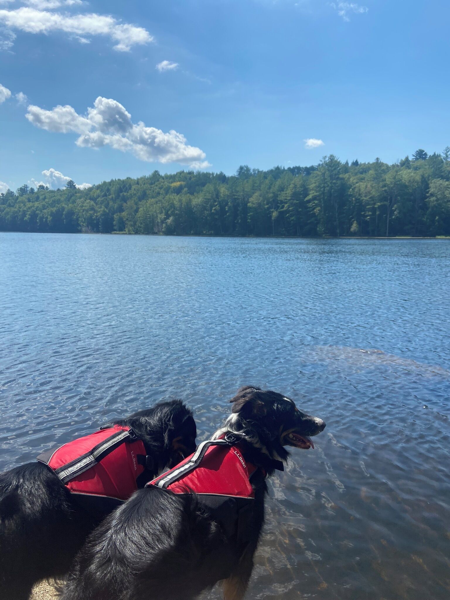 Two dogs wearing red life jackets on a lake with a forested shoreline.