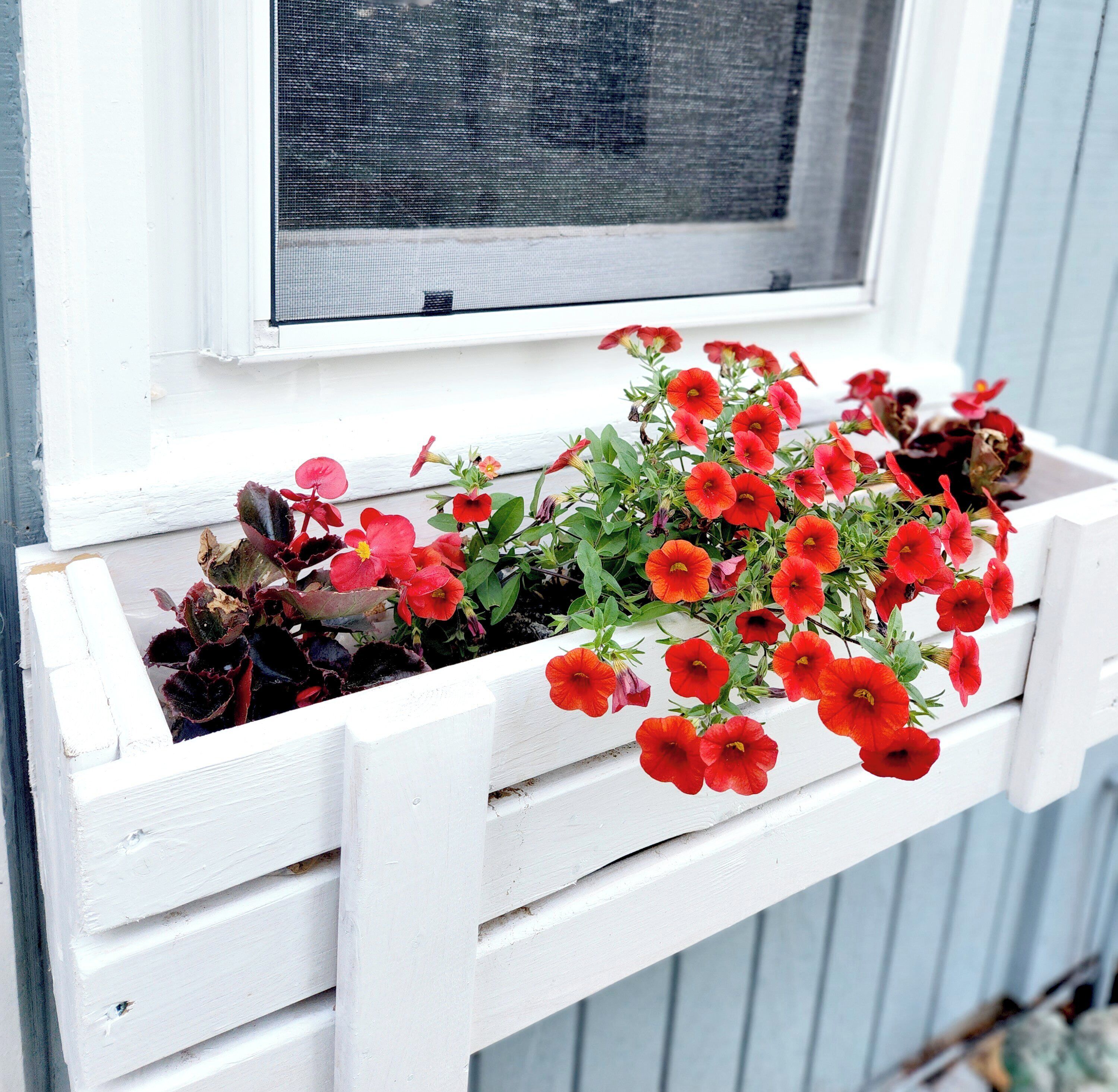 A white window box with red flowers and green foliage.