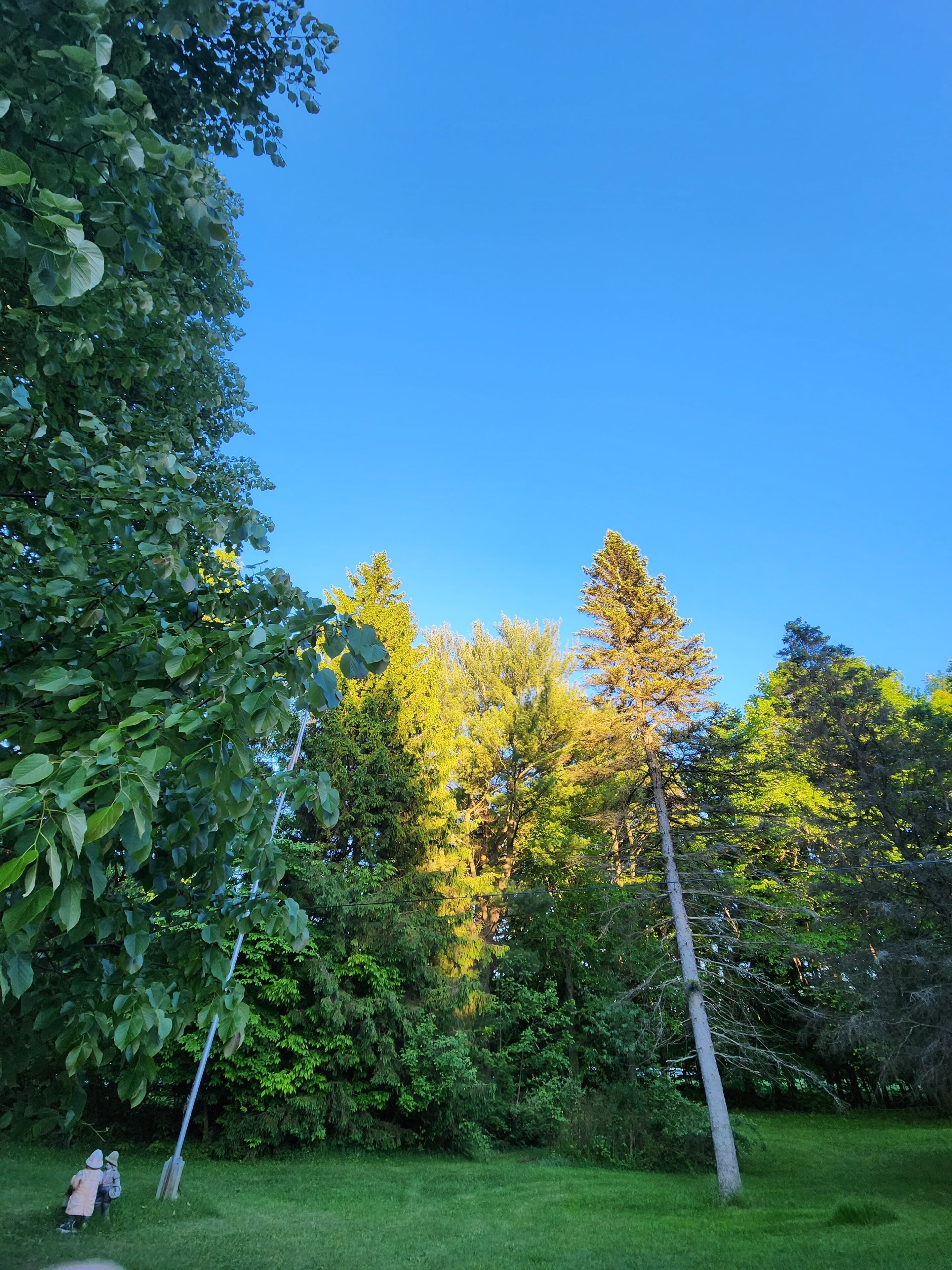 A lush garden with a variety of trees and a clear blue sky.
