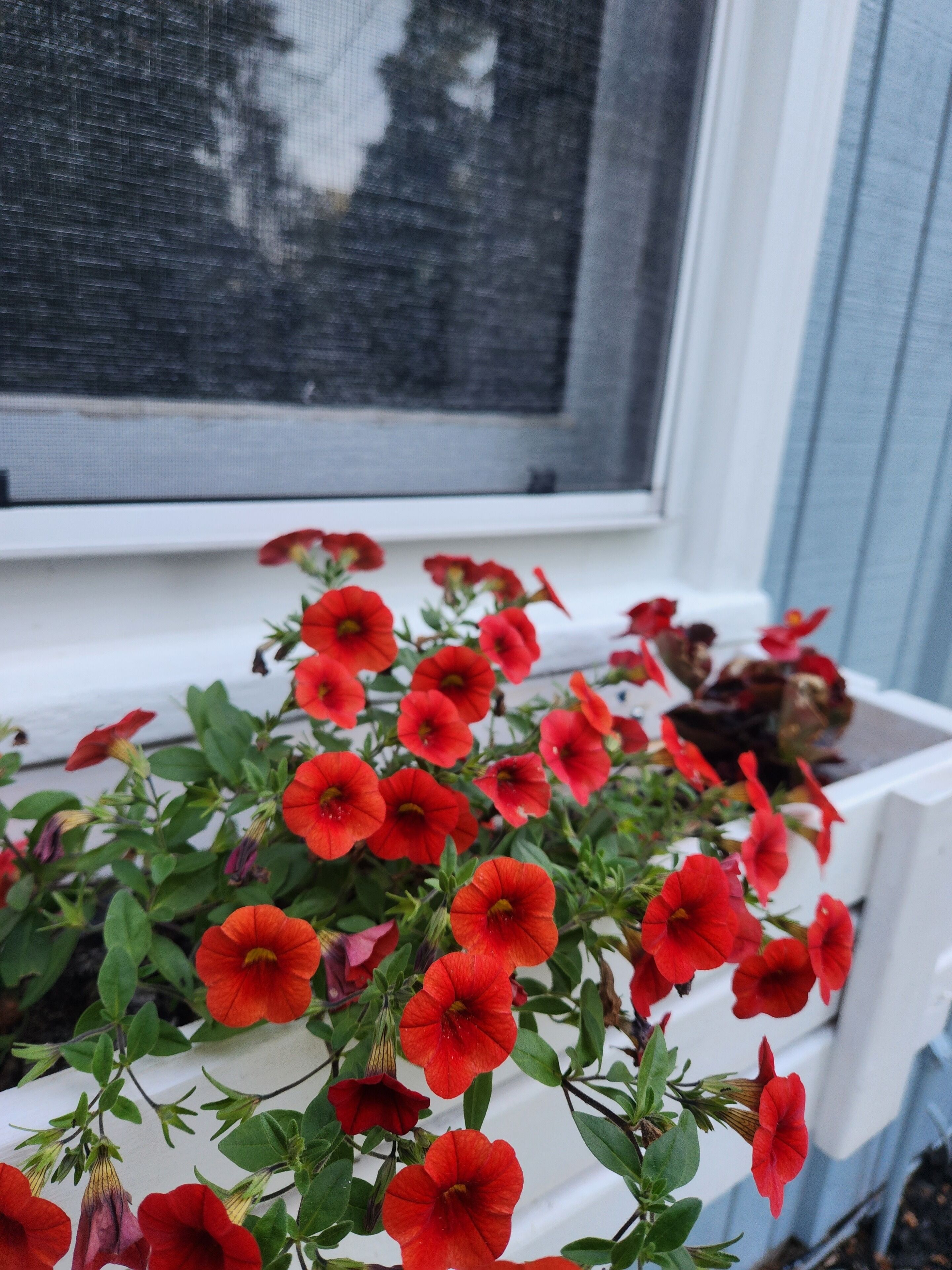 A window box with red flowers and green leaves.