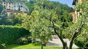 A courtyard with olive trees, a hedge, and a gravel path leading to a building.