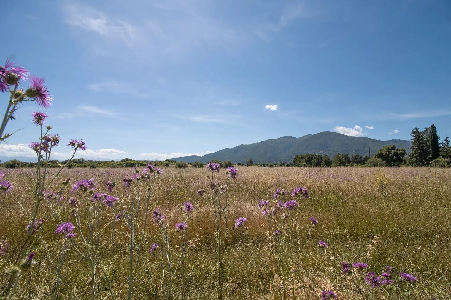 A field with purple flowers and a mountain in the background.
