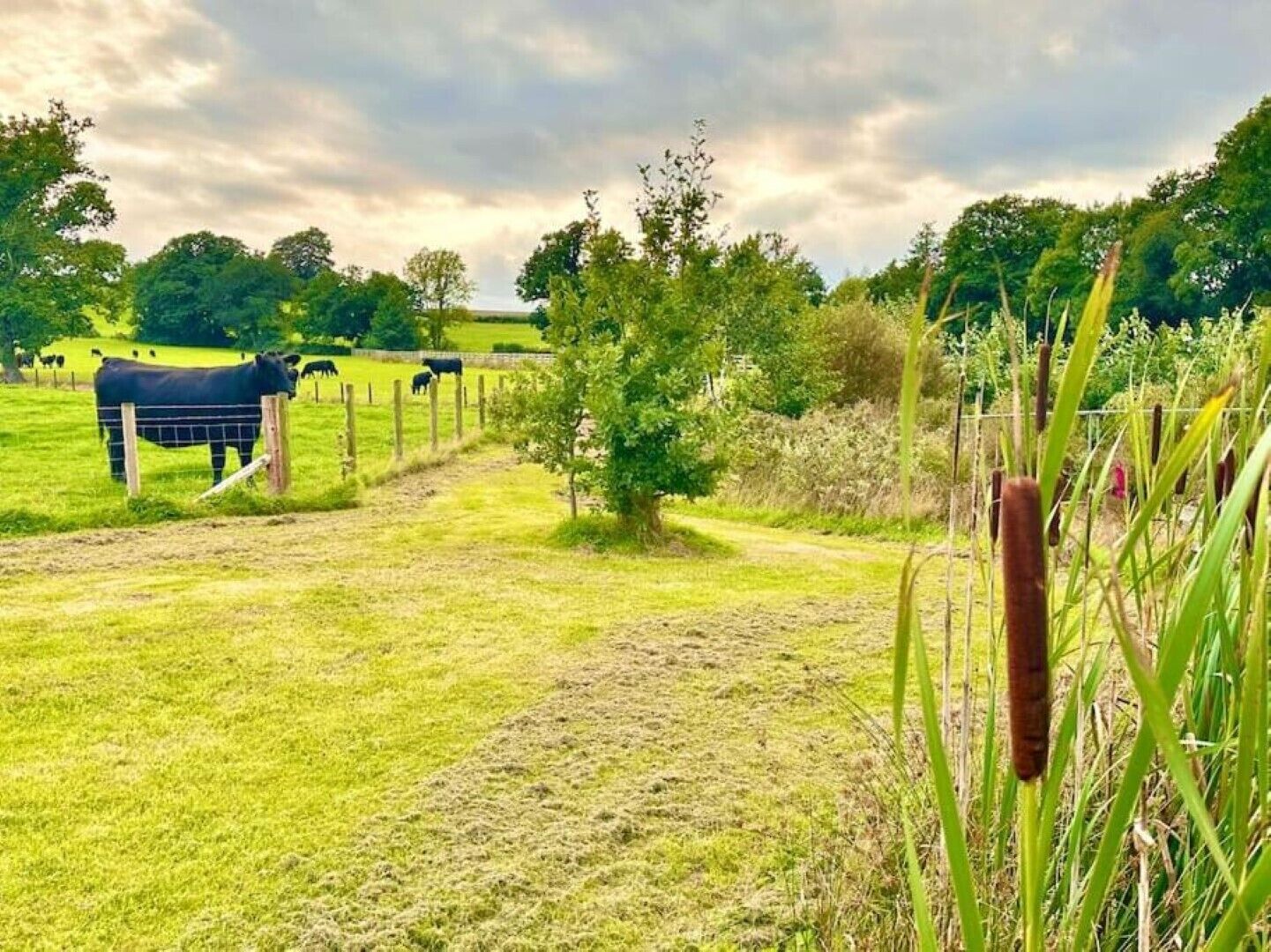 Un paysage rural avec une zone délimitée par une clôture où se trouvent des vaches, un sentier et de la végétation environnante.