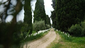 Property grounds - Casa Marina, into 18th century masseria surrounded by olive groves (Molise)