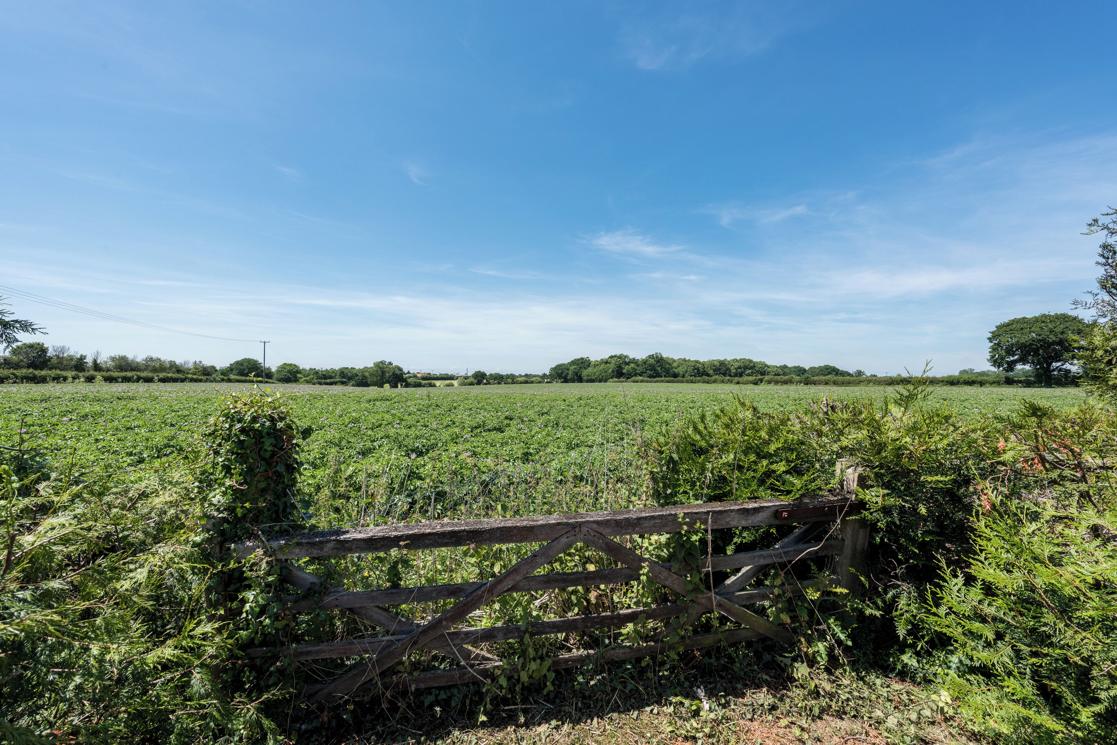 Un paisaje rural con un portón de madera al frente, un campo de cultivo y un cielo azul despejado.