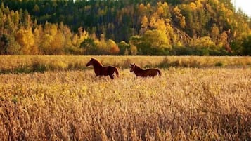 الإطلالة من المنشأة