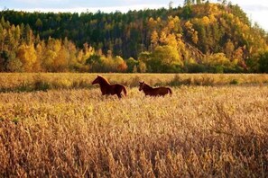 View from property - Mohe Yujia Inn (Mohe)