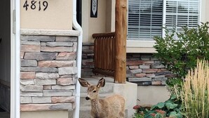 A deer standing on a concrete driveway in front of a house with a stone facade and a number '4819' displayed.