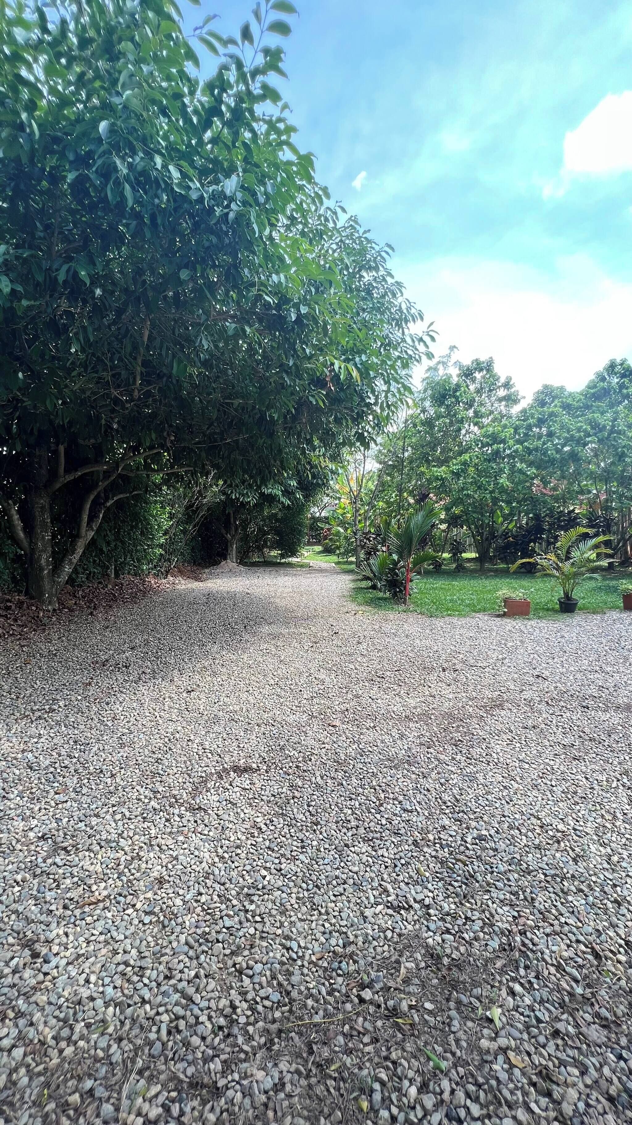 A gravel path leading through a garden with trees and potted plants.
