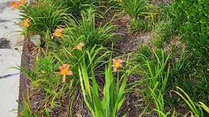 Un jardin aménagé avec des plantes à fleurs et une boîte aux lettres.