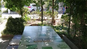 Ein Tisch mit einer grün-weißen Tischdecke, umgeben von Pflanzen und Blick auf geparkte Autos.