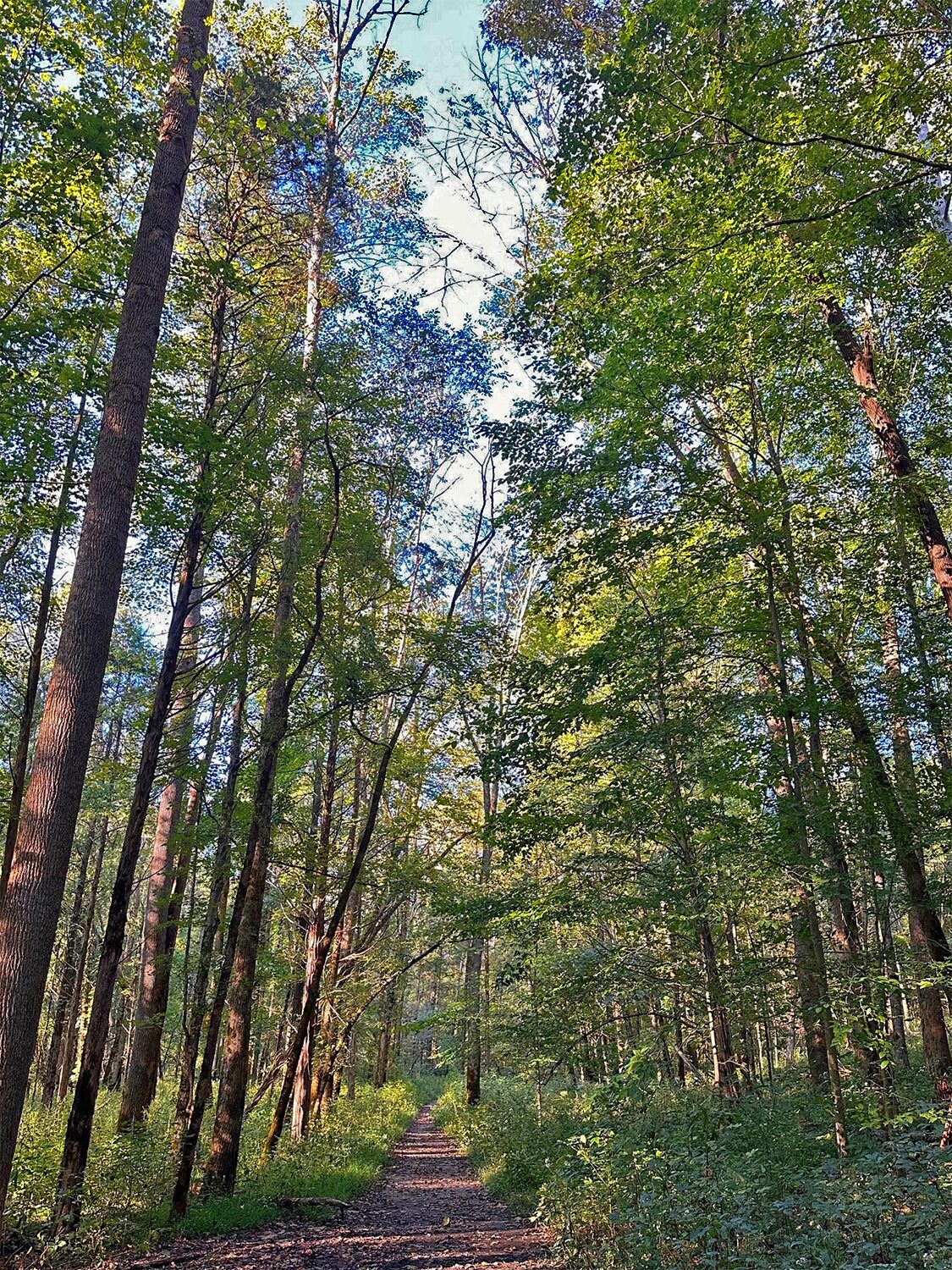 A forest path surrounded by tall trees.
