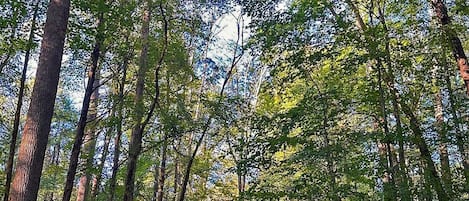 Un sendero forestal rodeado de árboles altos.