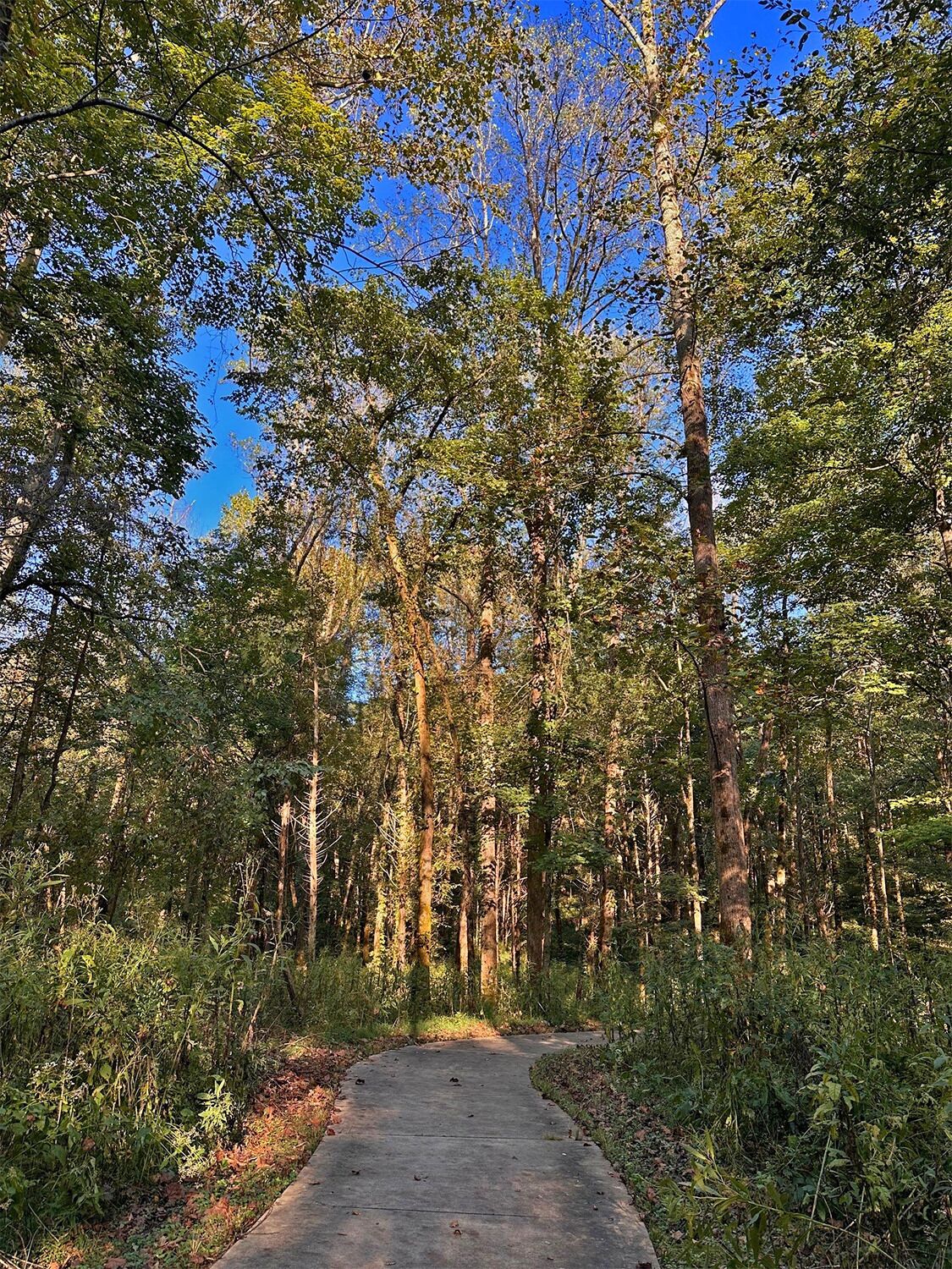 Un sendero de concreto serpentea por un bosque tupido con árboles altos y vegetación abundante.