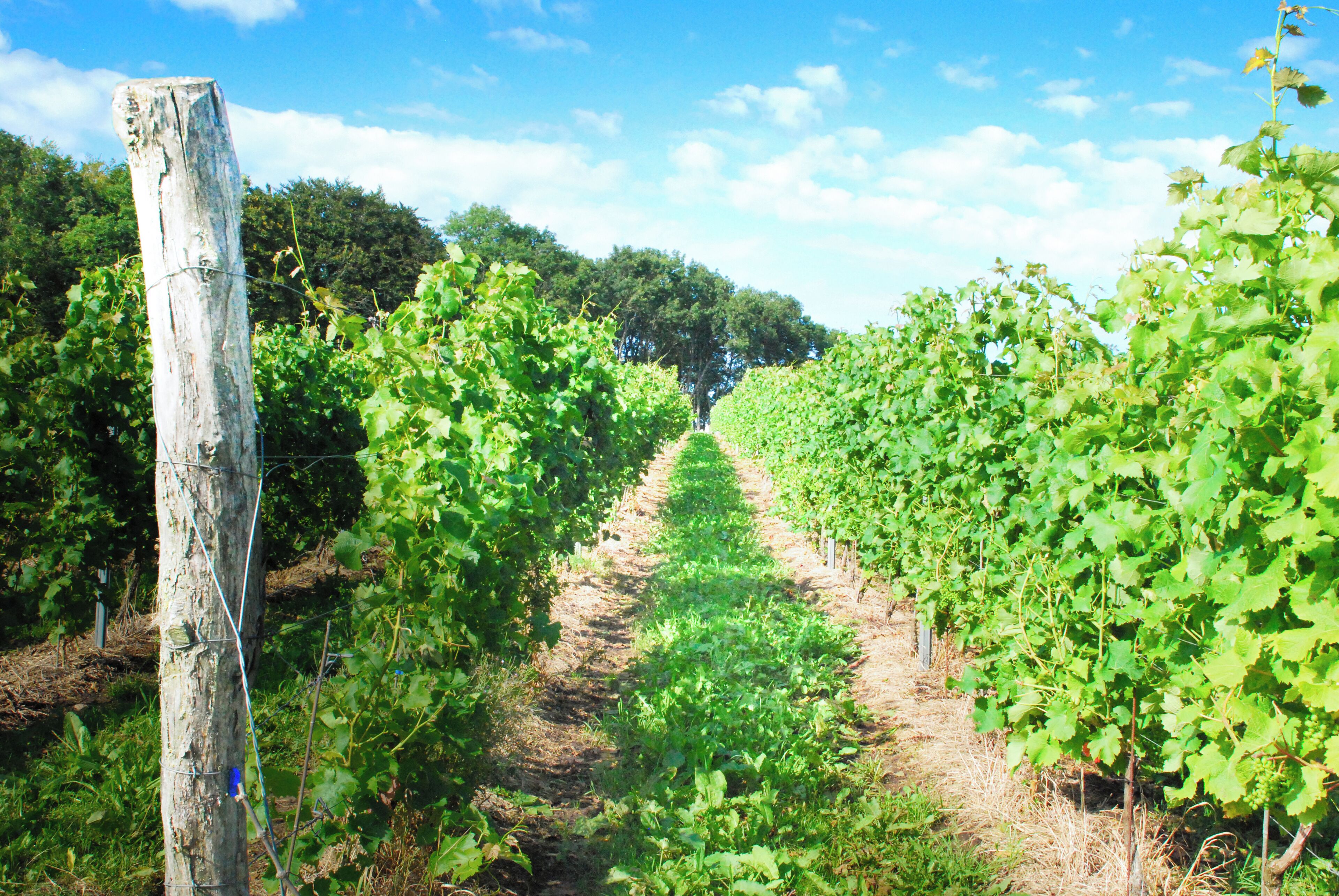 Viñedo con hileras de vid.
