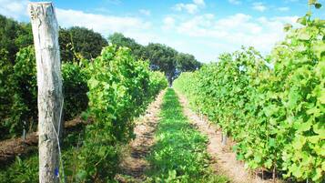 Viñedo con hileras de vid.