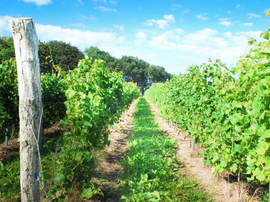 A vineyard with rows of grapevines.