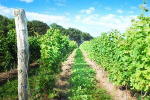 Viñedo con hileras de vid.