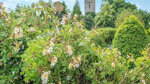 Un jardin agrémenté d’arbustes en fleurs, avec une tour en arrière-plan.
