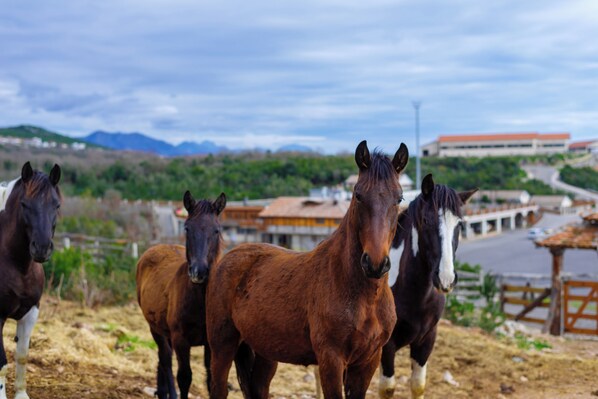 Un grupo de caballos de pie en un área cubierta de hierba, con vistas a edificios y montañas al fondo.