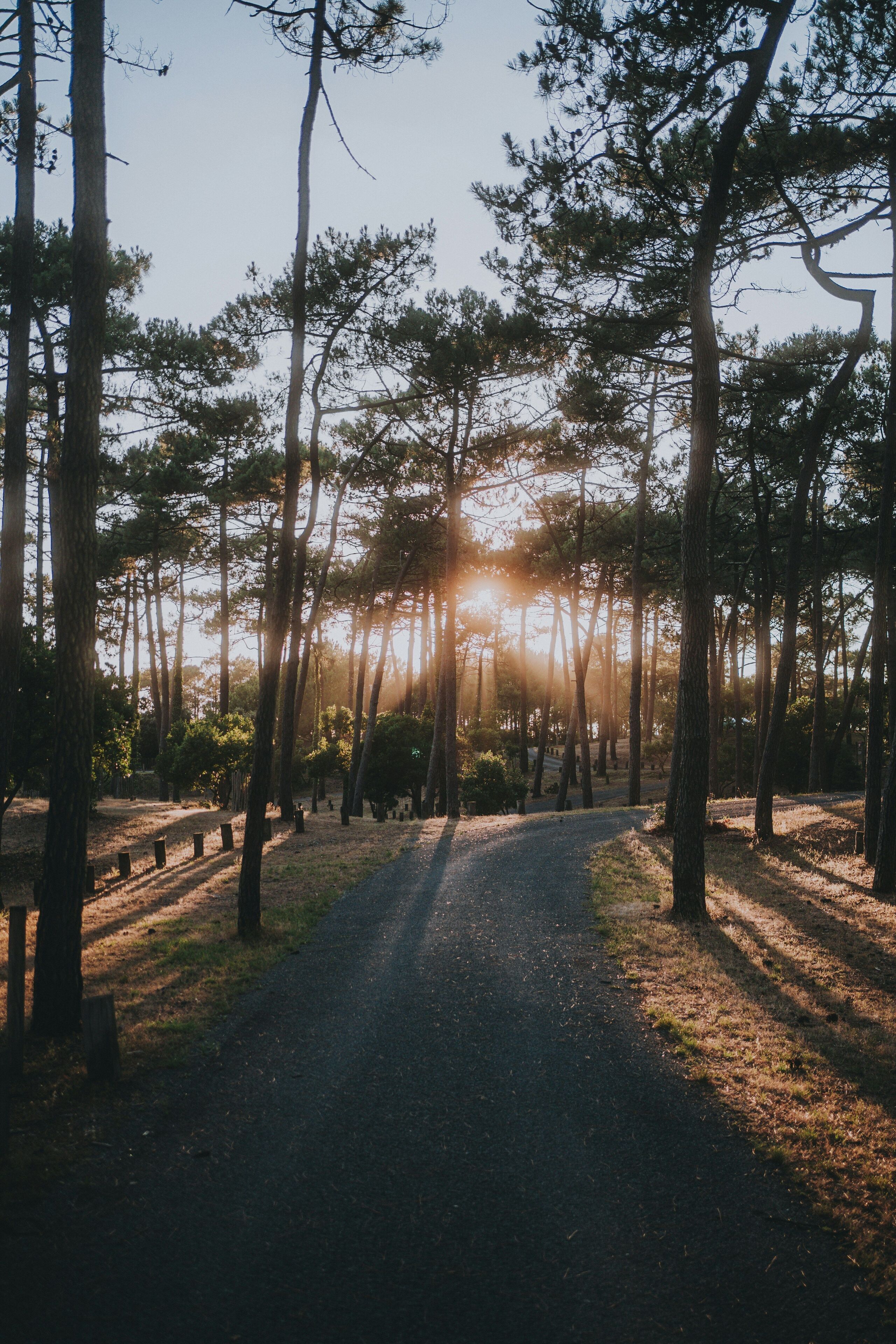 A forest path with tall trees and sunlight filtering through.