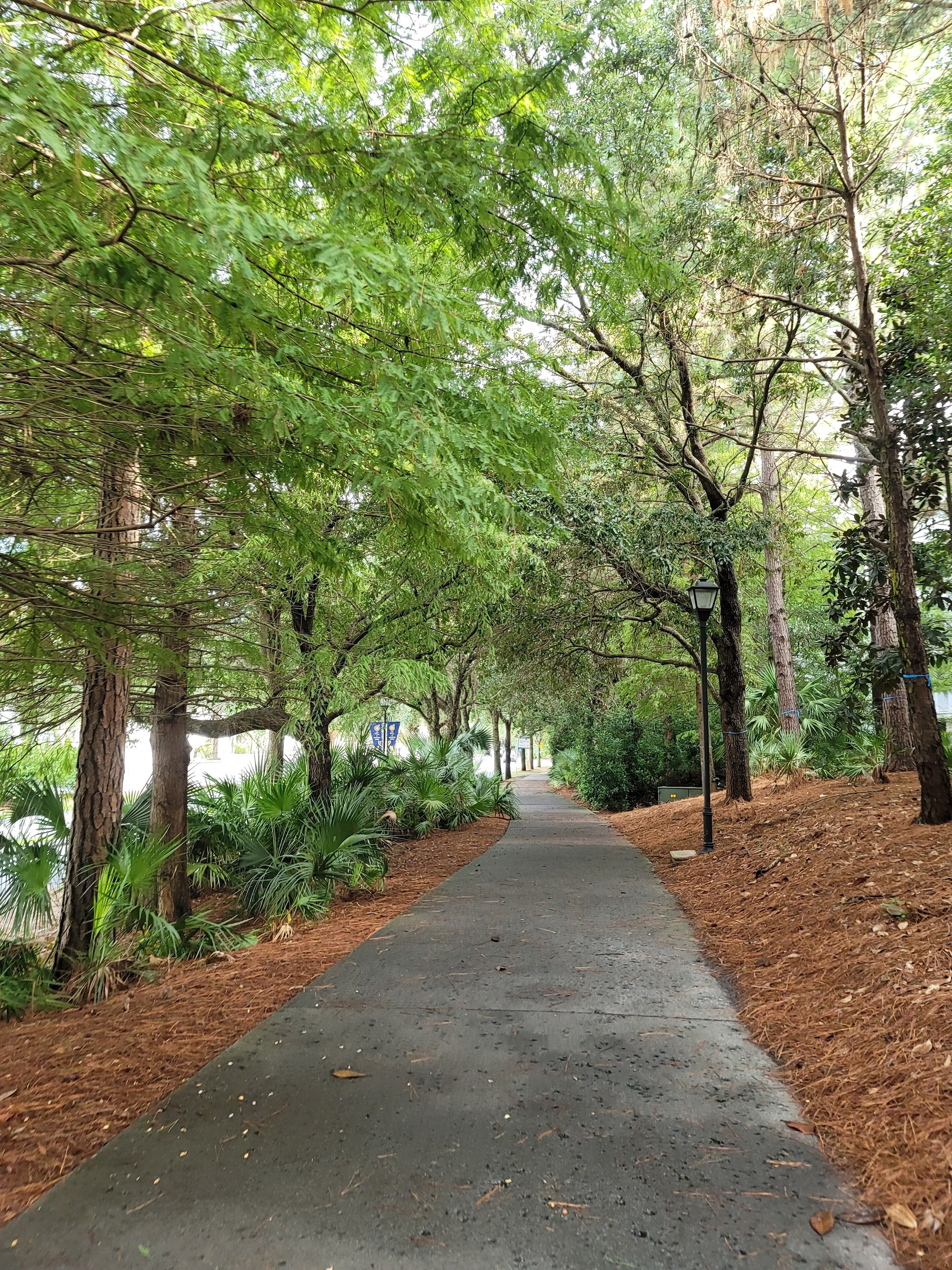 A paved pathway flanked by trees and greenery, leading into a forested area.