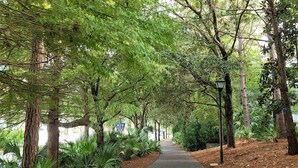Un sentier pavé, bordé d’arbres et de verdure, qui mène à une zone boisée.