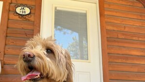 A dog sitting on a wooden porch with a white door and a window with blinds. - Lost Horse Lodge - Double Queen Cabin #16 - PetsOK (Hamilton)